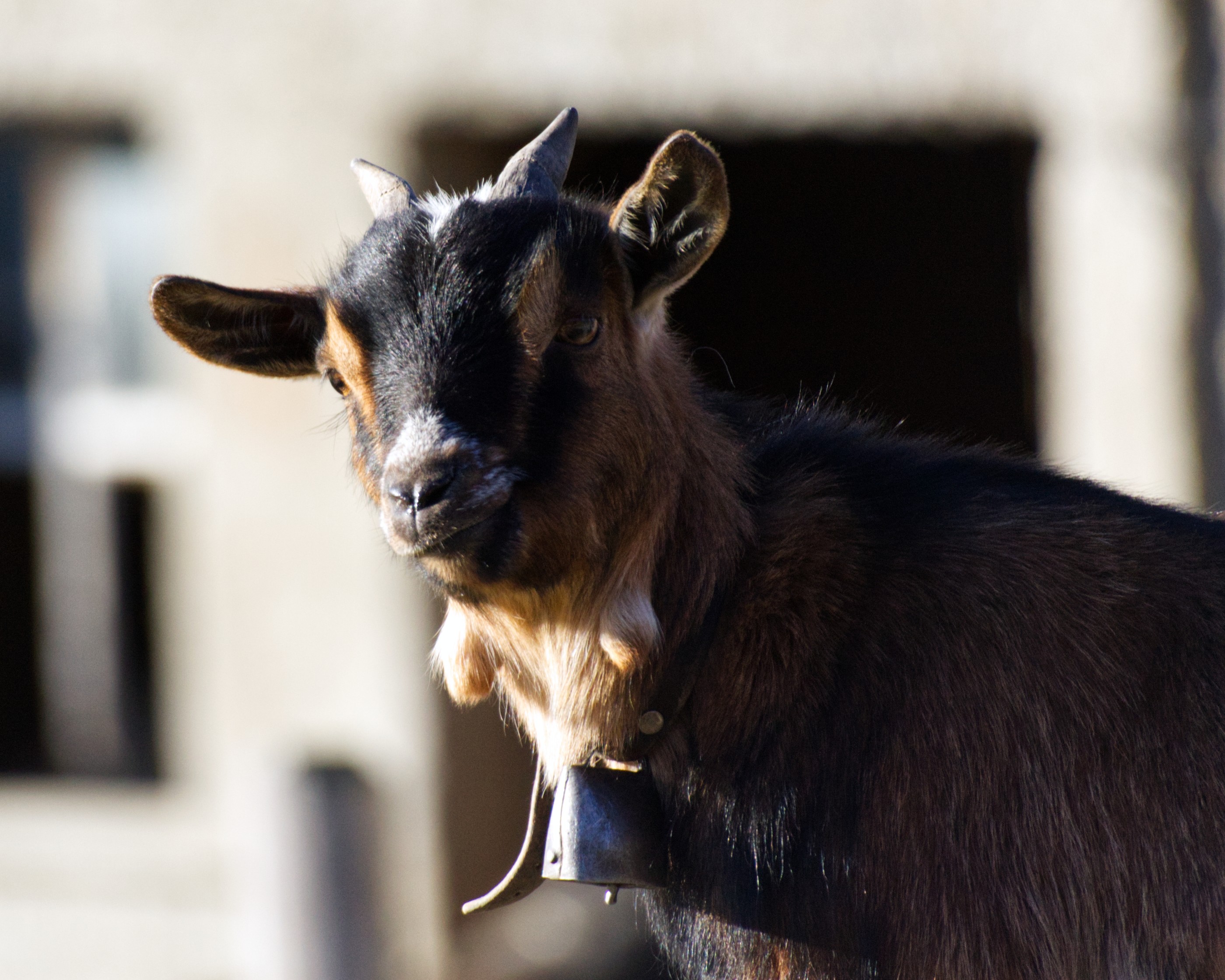 Petit chêvre campagne Ffribourg